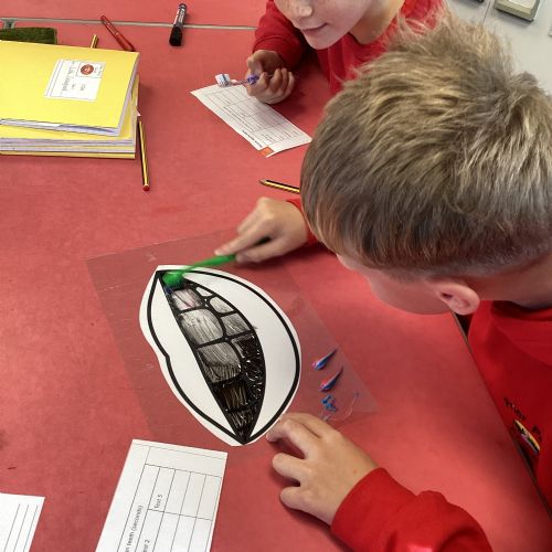 Animals Including Humans: Digestion and Food